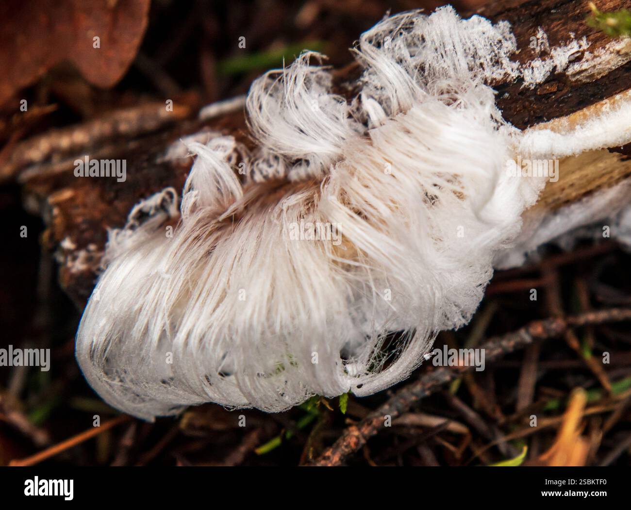 Exidiopsis Effusa Fungi, ou glace de cheveux, est exsudée du bois pourri lorsque la température est juste en dessous de 0 degrés, ou température de congélation. Banque D'Images
