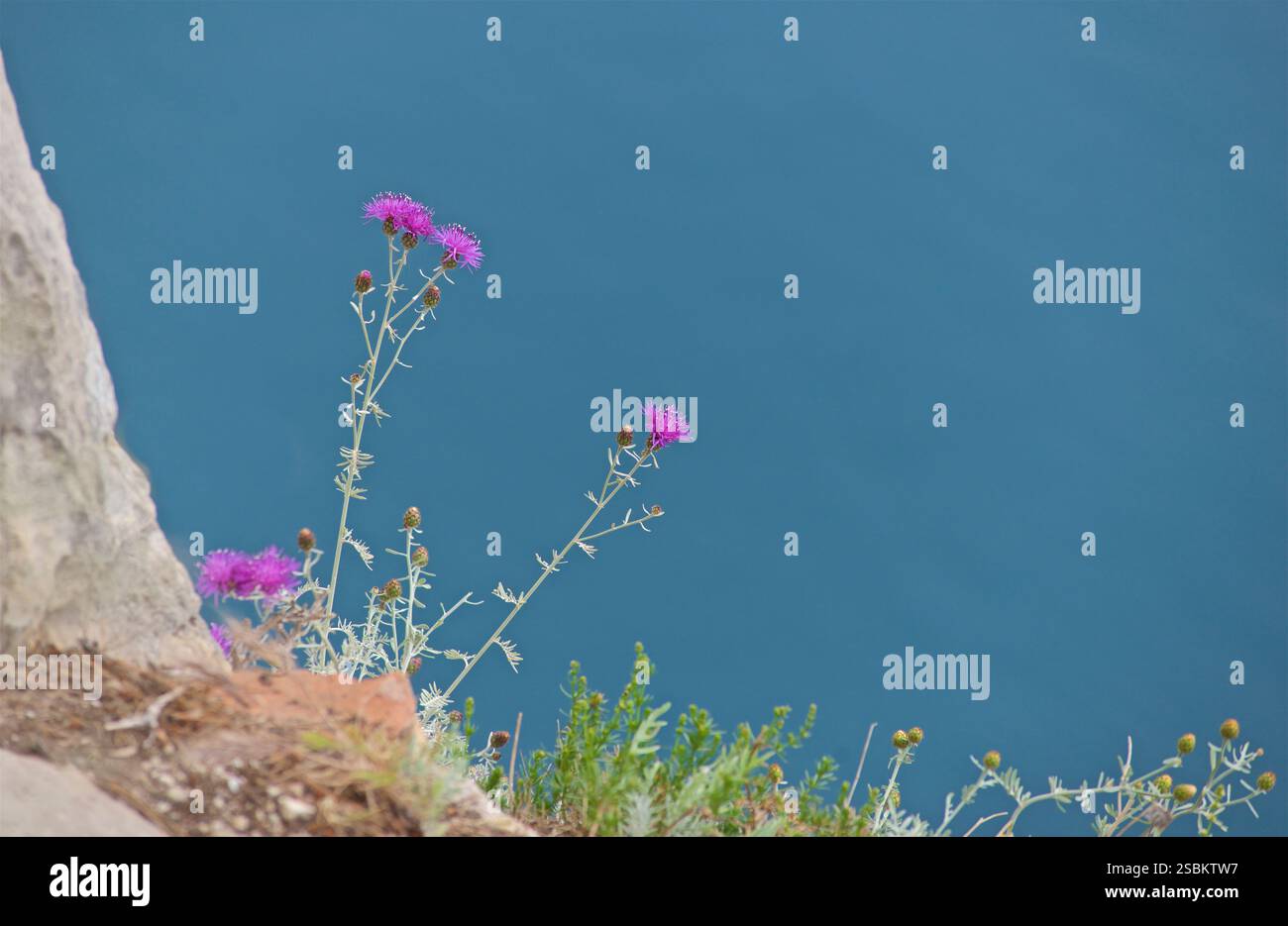 Centaurea nigra ou similaire - une espèce de plante à fleurs de la famille des Asteraceae connue sous les noms communs de miner knapweed, knapweed commun et knapweed noir. Elle est originaire d’Europe mais elle est connue sur d’autres continents comme une espèce introduite et souvent une mauvaise herbe nocive. Bien que la plante soit souvent indésirable par les propriétaires terriens parce qu'elle est considérée comme une mauvaise herbe par beaucoup, elle fournit beaucoup de nectar aux pollinisateurs. Photographié sur l'île de Capri, baie de Naples, Italie. Banque D'Images
