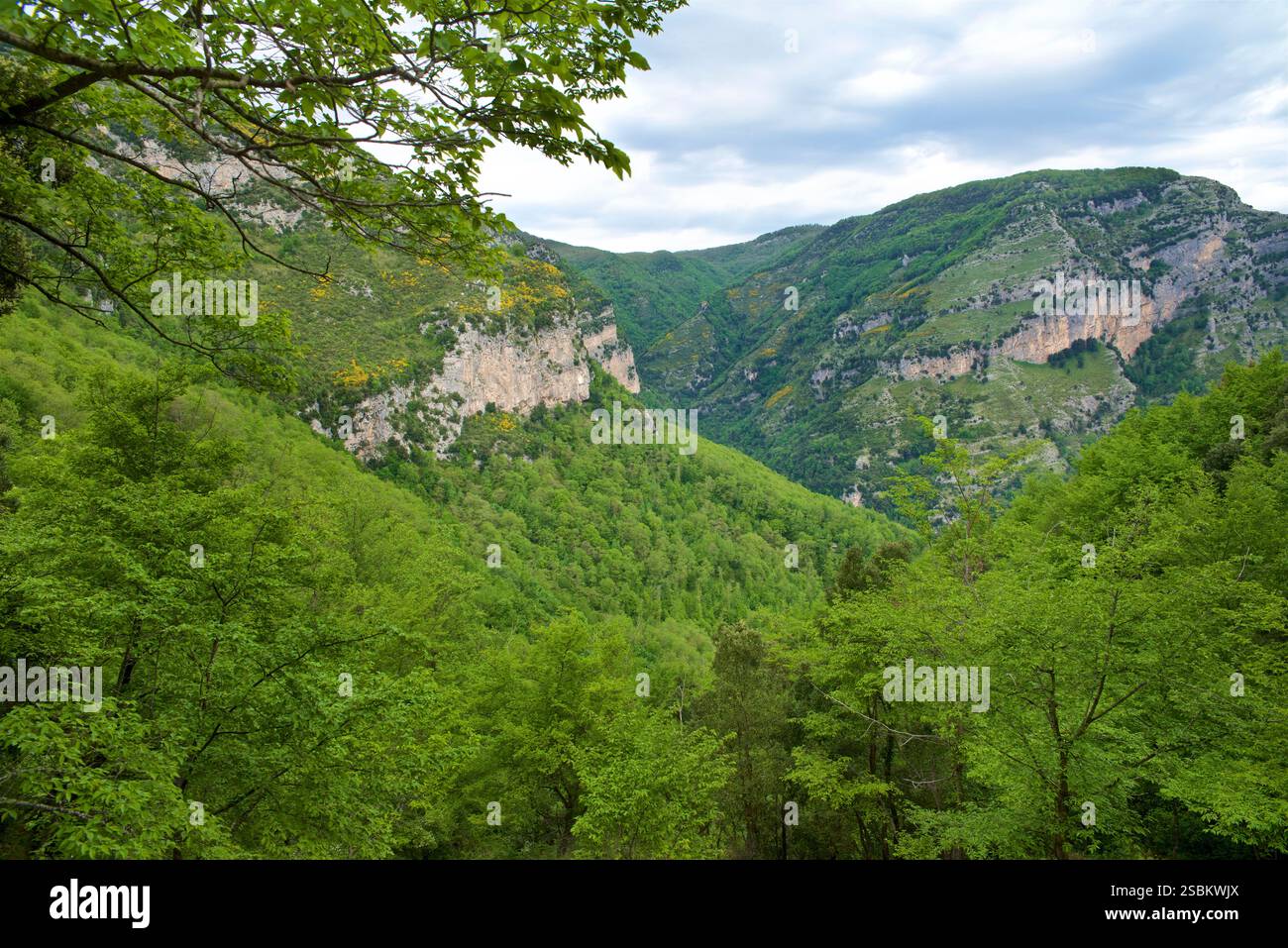 Valle delle Ferriere, Province de Salerne, Italie. La réserve de Valle delle Ferriere est une zone naturelle protégée située dans la commune de Scala , dans la province de Salerne . Son nom dérive de la présence des anciennes ferronneries de la République d'Amalfi , qui étaient principalement actives dans la production de clous pour bateaux. Banque D'Images