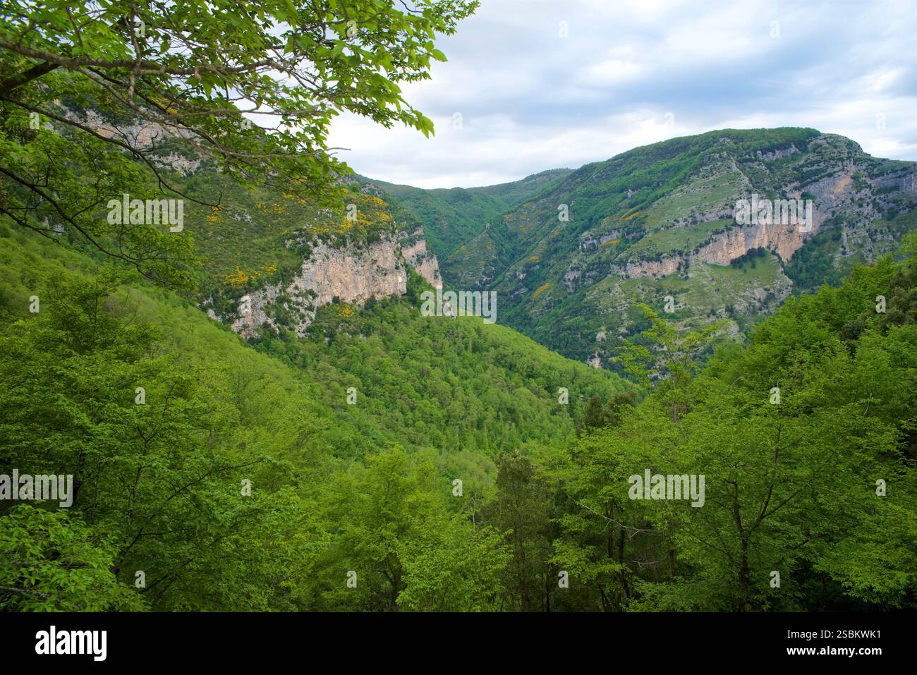 Valle delle Ferriere, Province de Salerne, Italie. La réserve de Valle delle Ferriere est une zone naturelle protégée située dans la commune de Scala , dans la province de Salerne . Son nom dérive de la présence des anciennes ferronneries de la République d'Amalfi , qui étaient principalement actives dans la production de clous pour bateaux. Banque D'Images