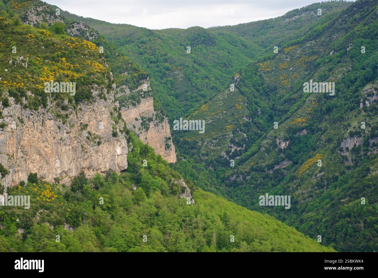 Valle delle Ferriere, Province de Salerne, Italie. La réserve de Valle delle Ferriere est une zone naturelle protégée située dans la commune de Scala , dans la province de Salerne . Son nom dérive de la présence des anciennes ferronneries de la République d'Amalfi , qui étaient principalement actives dans la production de clous pour bateaux. Banque D'Images
