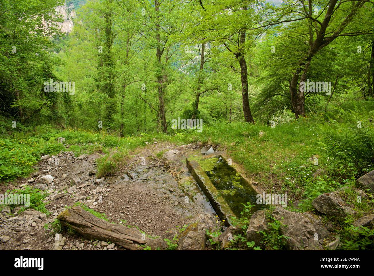 Valle delle Ferriere, Province de Salerne, Italie. La réserve de Valle delle Ferriere est une zone naturelle protégée située dans la commune de Scala , dans la province de Salerne . Son nom dérive de la présence des anciennes ferronneries de la République d'Amalfi , qui étaient principalement actives dans la production de clous pour bateaux. Banque D'Images