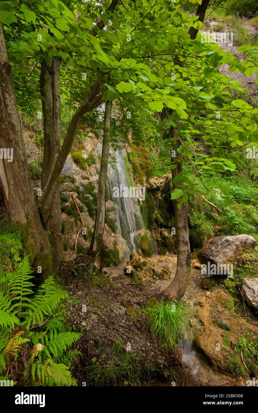 Valle delle Ferriere, Province de Salerne, Italie. La réserve de Valle delle Ferriere est une zone naturelle protégée située dans la commune de Scala , dans la province de Salerne . Son nom dérive de la présence des anciennes ferronneries de la République d'Amalfi , qui étaient principalement actives dans la production de clous pour bateaux. Cascade dans la réserve. Banque D'Images