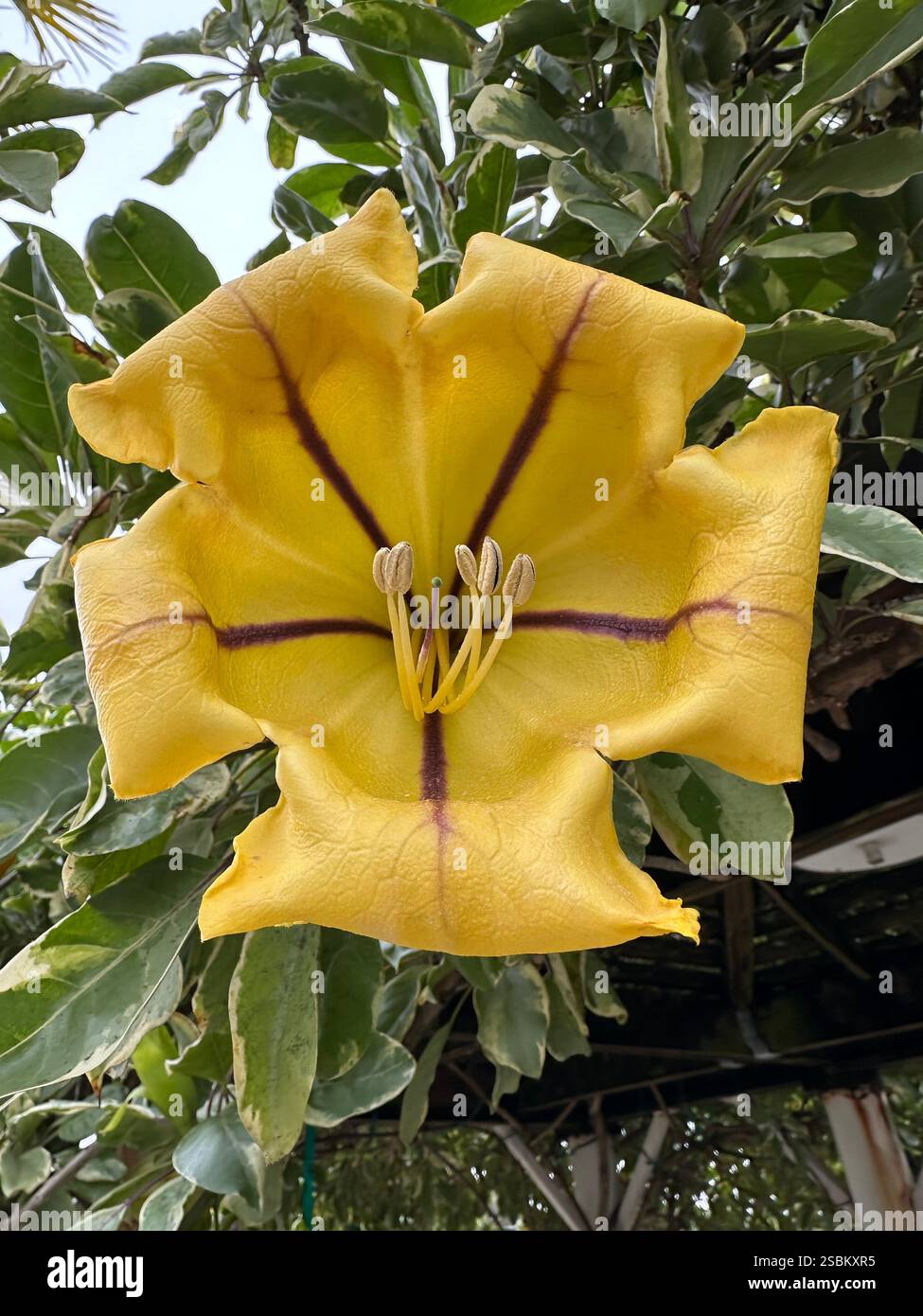 Solandra maxima - fleur de vigne de calice doré. - Image de stock capturée avec un smartphone
