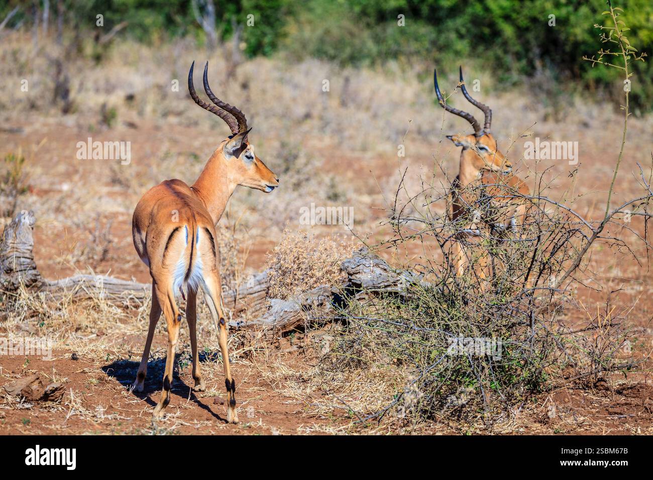 Impalas dans la nature sauvage du parc national de Chobe au Botswana Banque D'Images