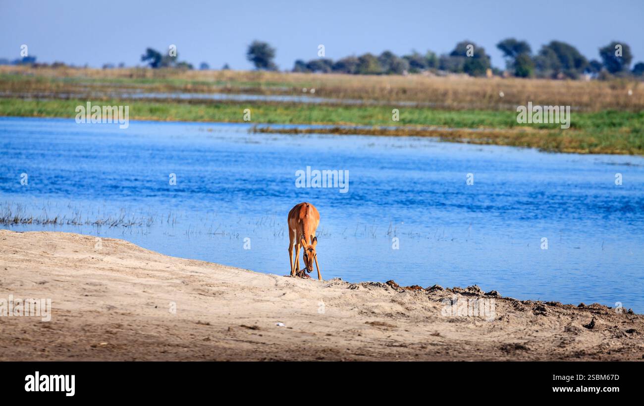 Impala sur la rive de la rivière Chobe dans le parc national de Chobe au Botswana Banque D'Images