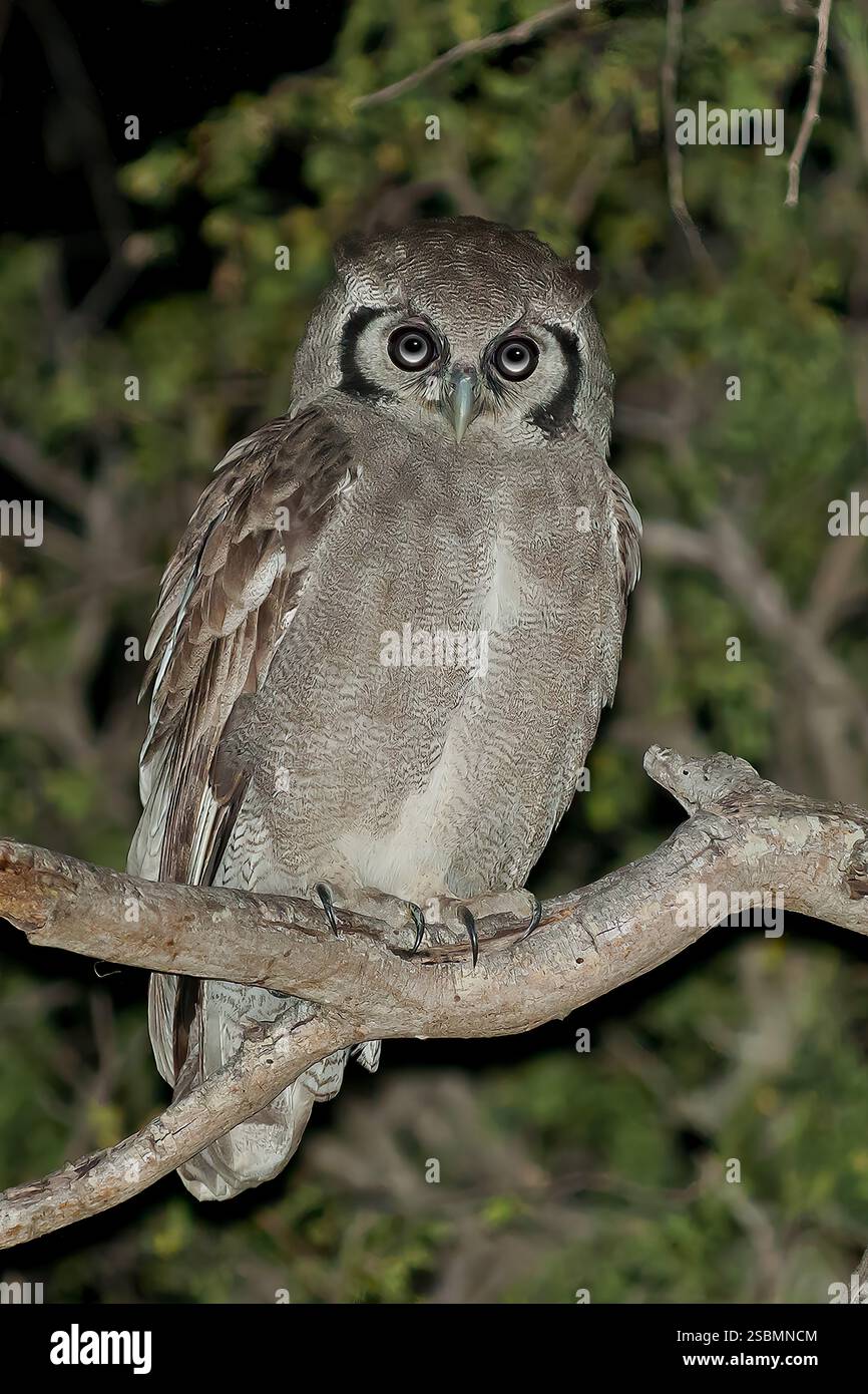Hibou aigle géant, Bubo lacteus, Klaserie, Afrique du Sud Banque D'Images
