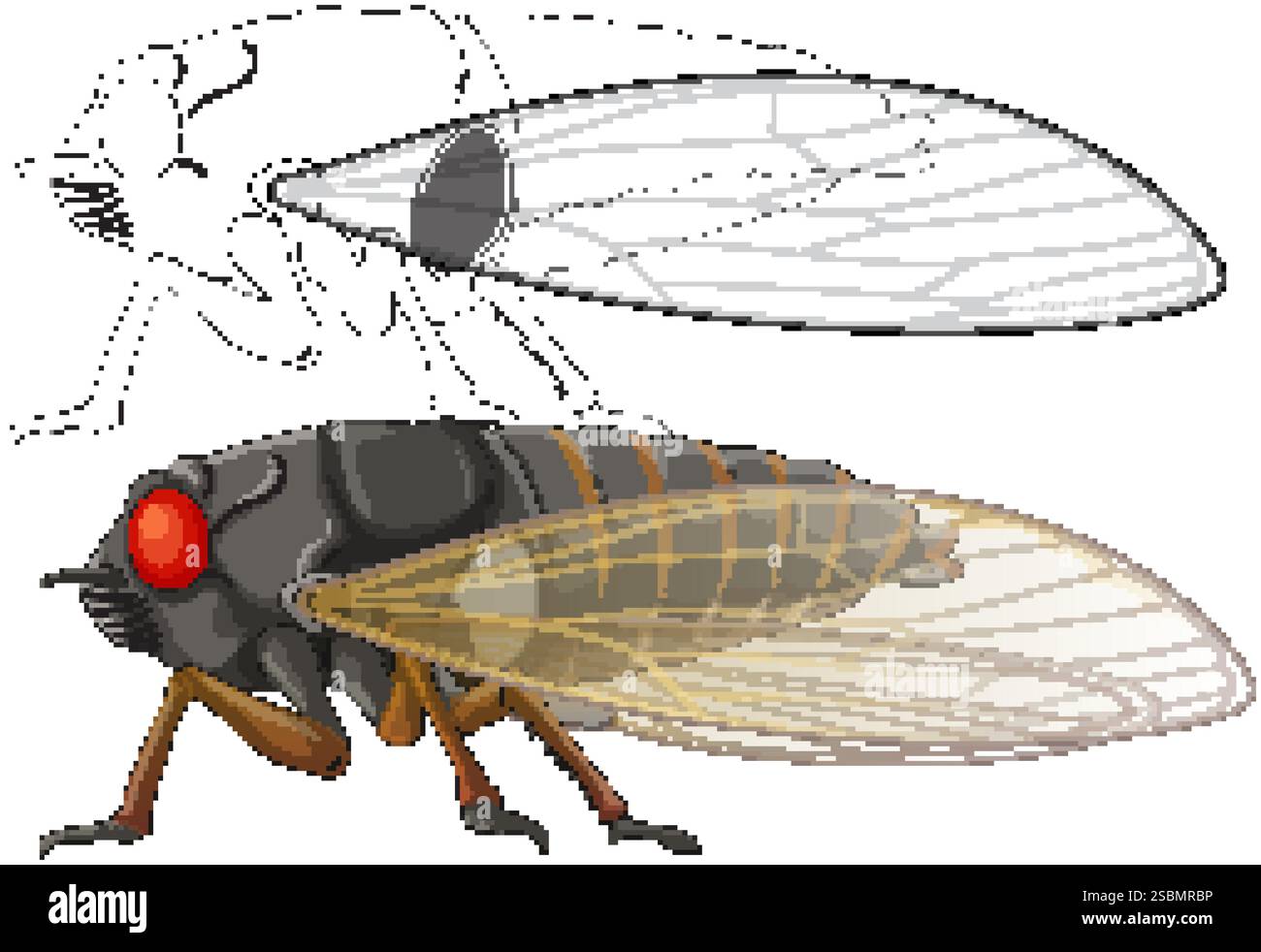 Cigale colorée avec superposition de dessin de ligne anatomique Illustration de Vecteur