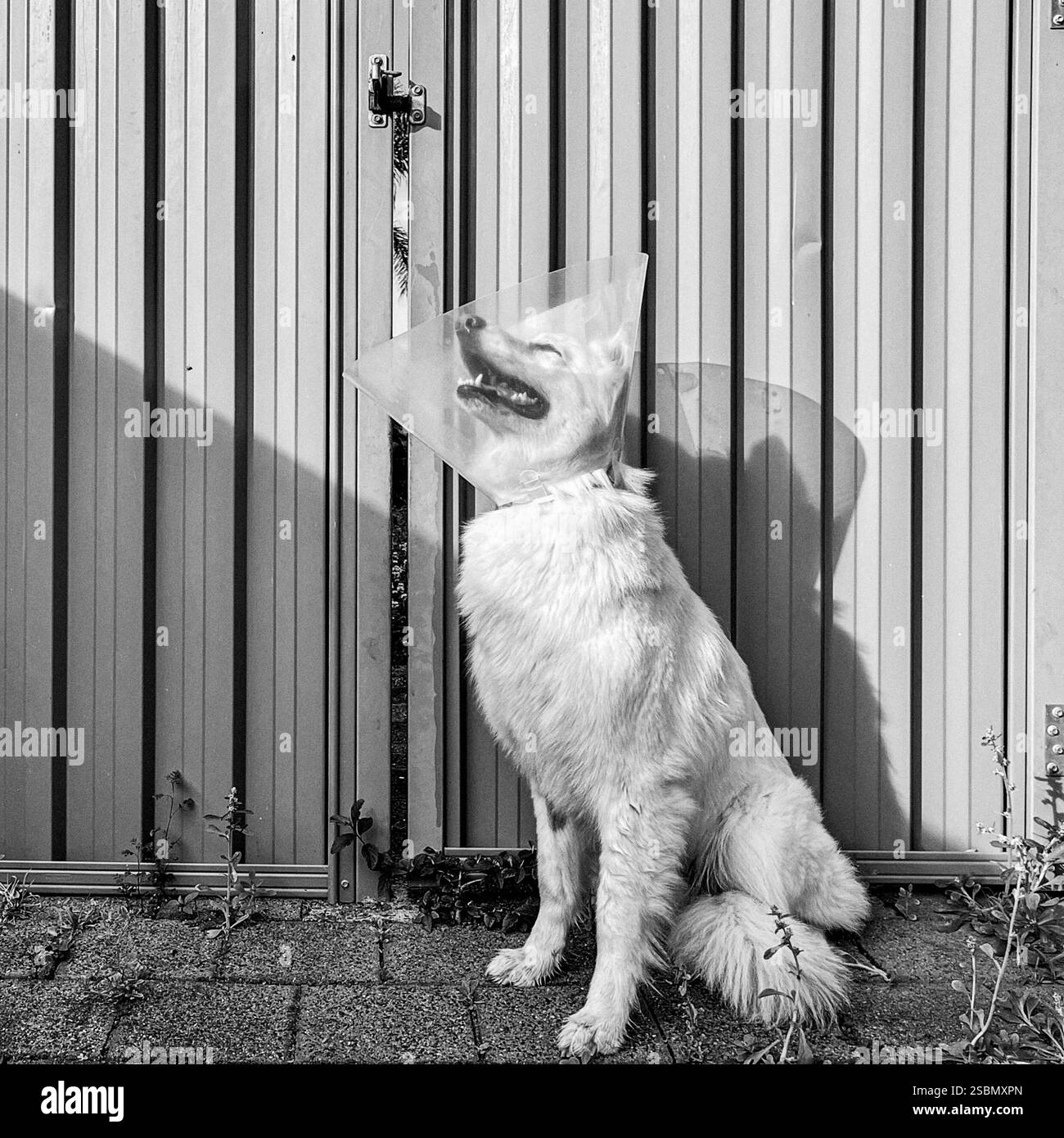 Bergers allemands blancs à Australia Beach Banque D'Images