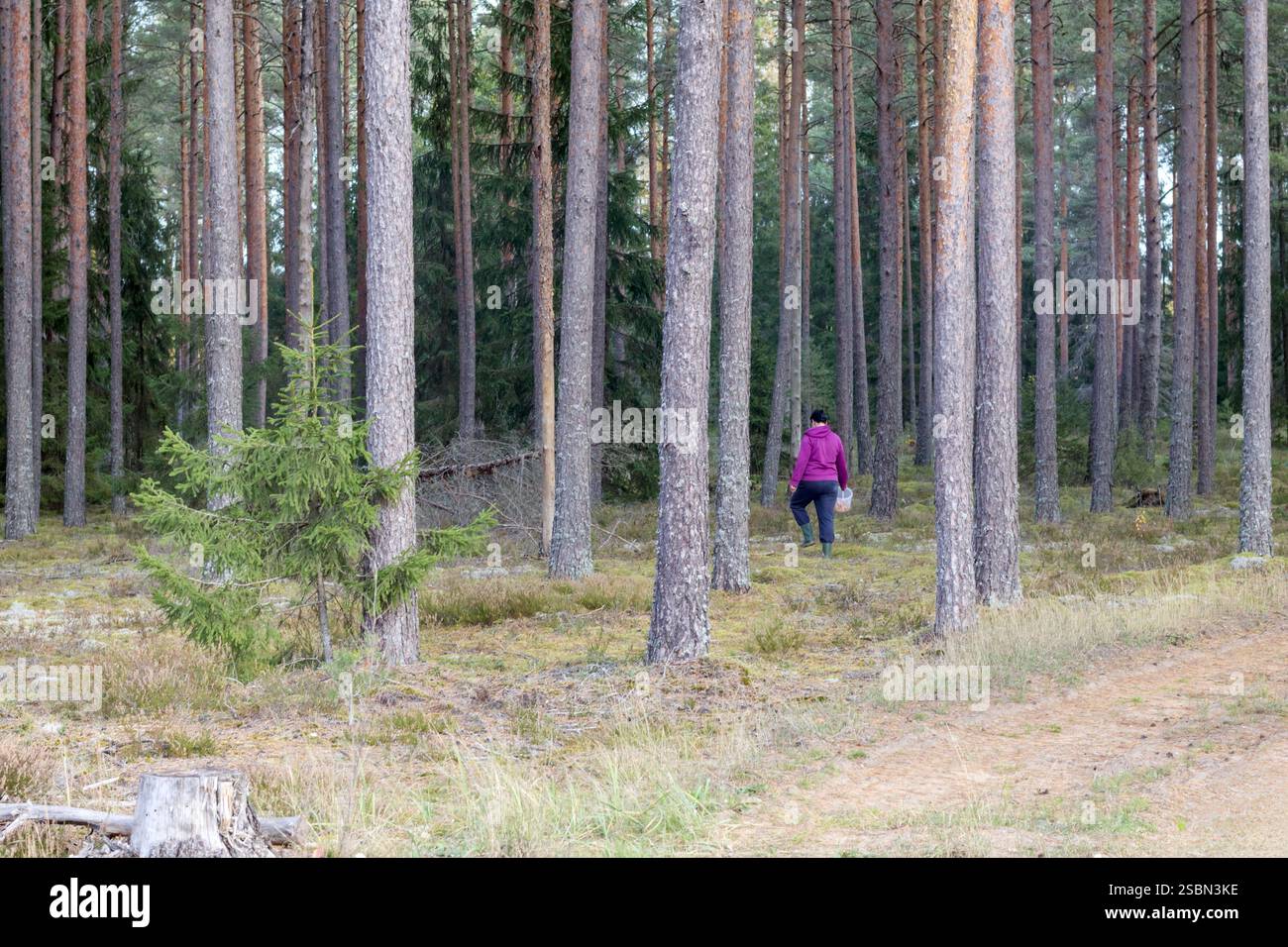 un cueilleur de champignons avec un seau est à la recherche de champignons dans la forêt Banque D'Images