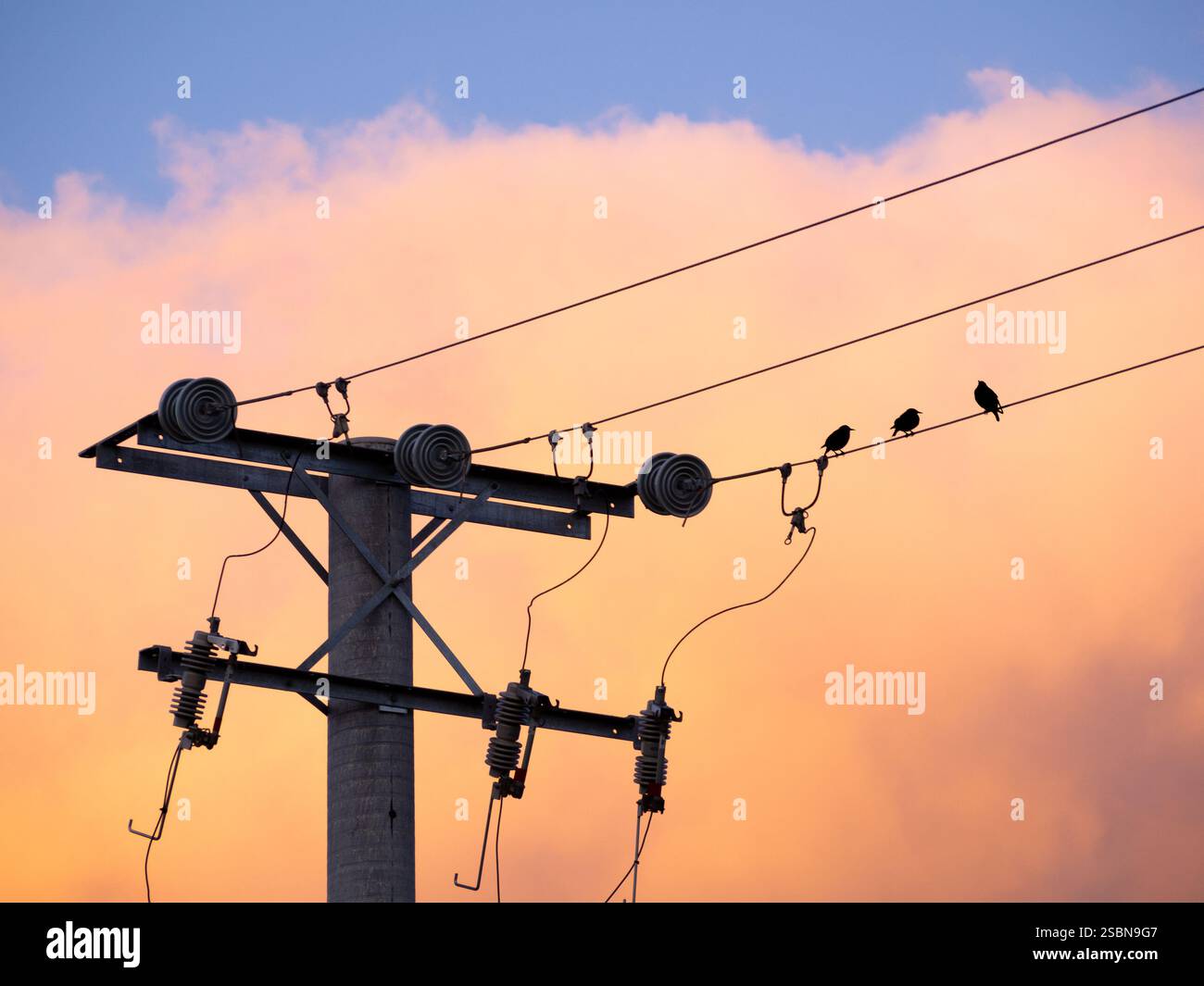 oiseaux sur fil électrique avec nuage orageux Banque D'Images