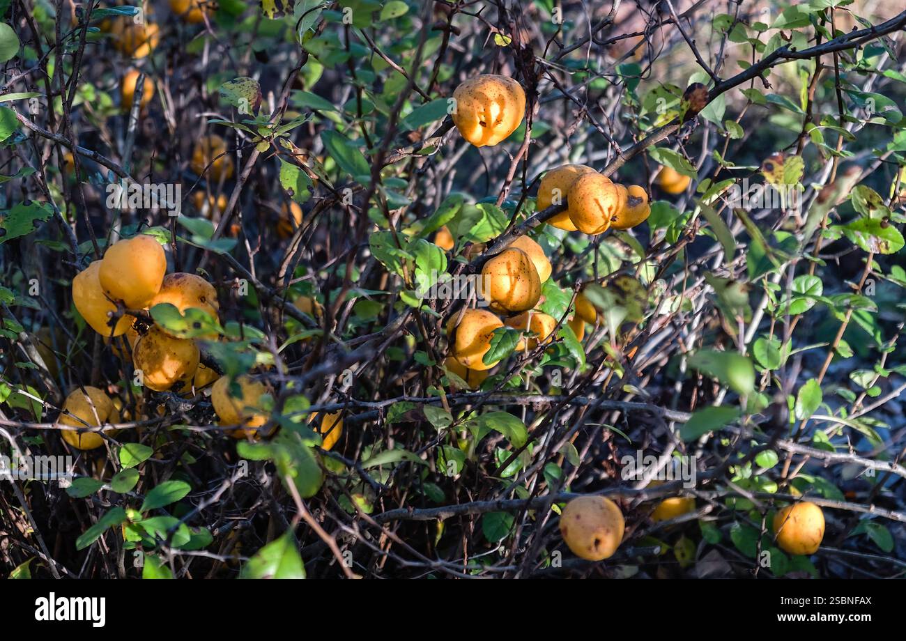 Fruits mûrs de coing japonais ou chaenomeles japonica. Gros plan. Banque D'Images
