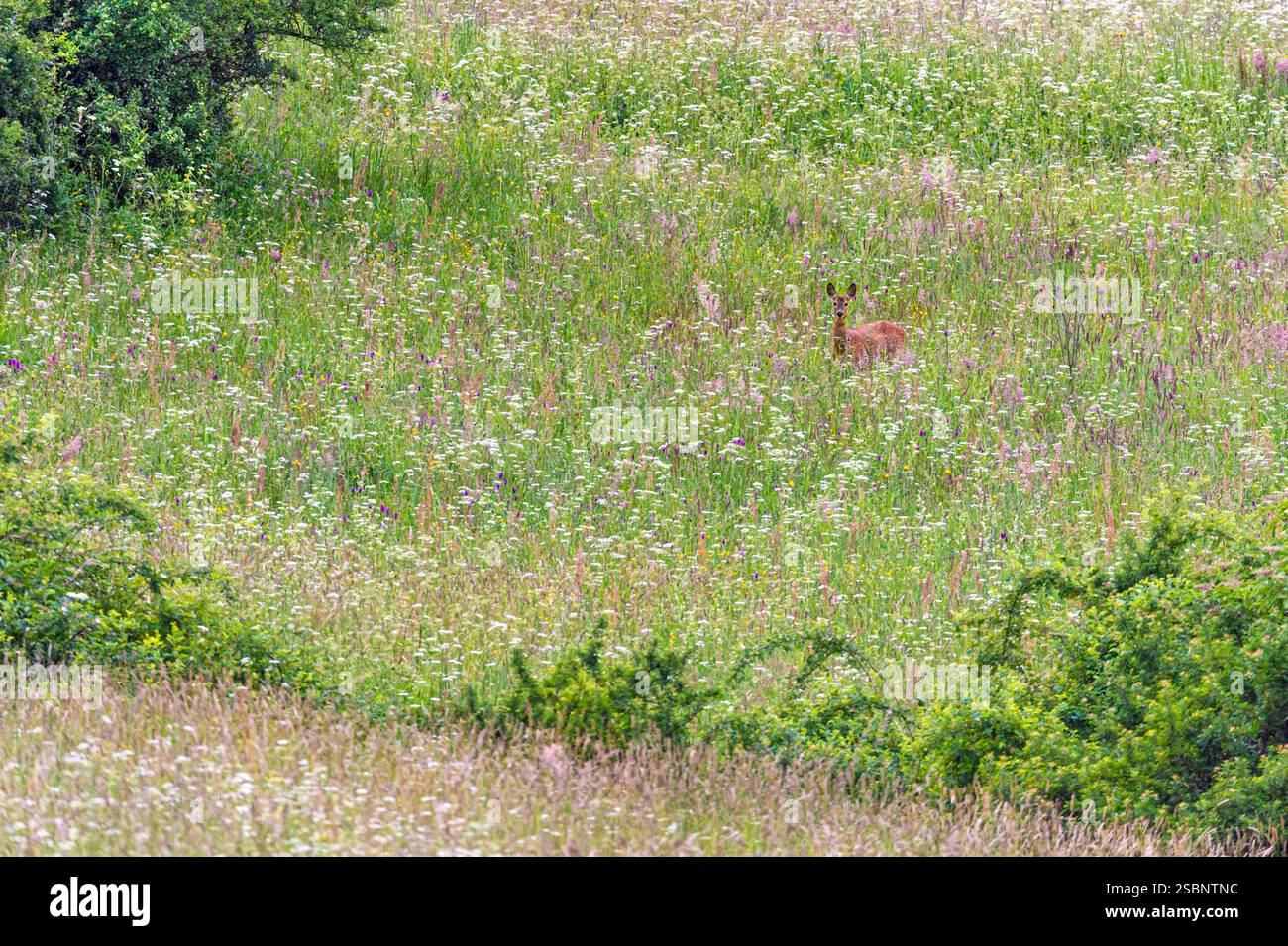Pologne, Précarpates, Ustrzyki Górne, Parc national de Bieszczady, cerf raie d'Europe (Capreolus capreolus) Banque D'Images Pologne, Précarpates, Ustrzyki Górne, Parc national de Bieszczady, cerf raie d'Europe (Capreolus capreolus) Banque D'Images