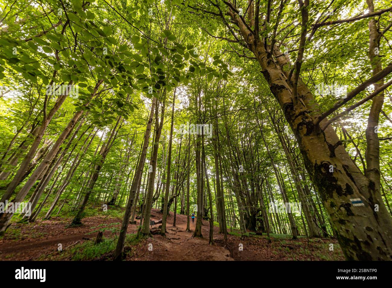 Pologne, Precarpates, Ustrzyki Górne, Parc National de Bieszczady, randonnée dans le sous-bois d'une forêt de hêtres Banque D'Images Pologne, Precarpates, Ustrzyki Górne, Parc National de Bieszczady, randonnée dans le sous-bois d'une forêt de hêtres Banque D'Images