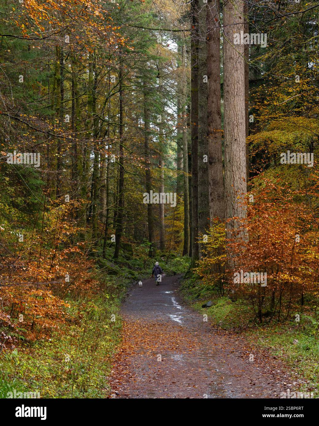 Une femme promenant un petit chien à travers les sapins Douglas à l'Hermitage, Perthshire, Écosse Banque D'Images