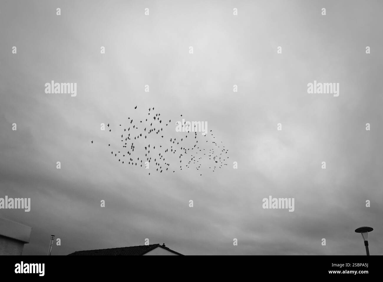 Un troupeau d'étourneaux (Sturnus vulgars) vole au-dessus d'un toit et d'un lampadaire dans un ciel nuageux, photographie en noir et blanc Banque D'Images