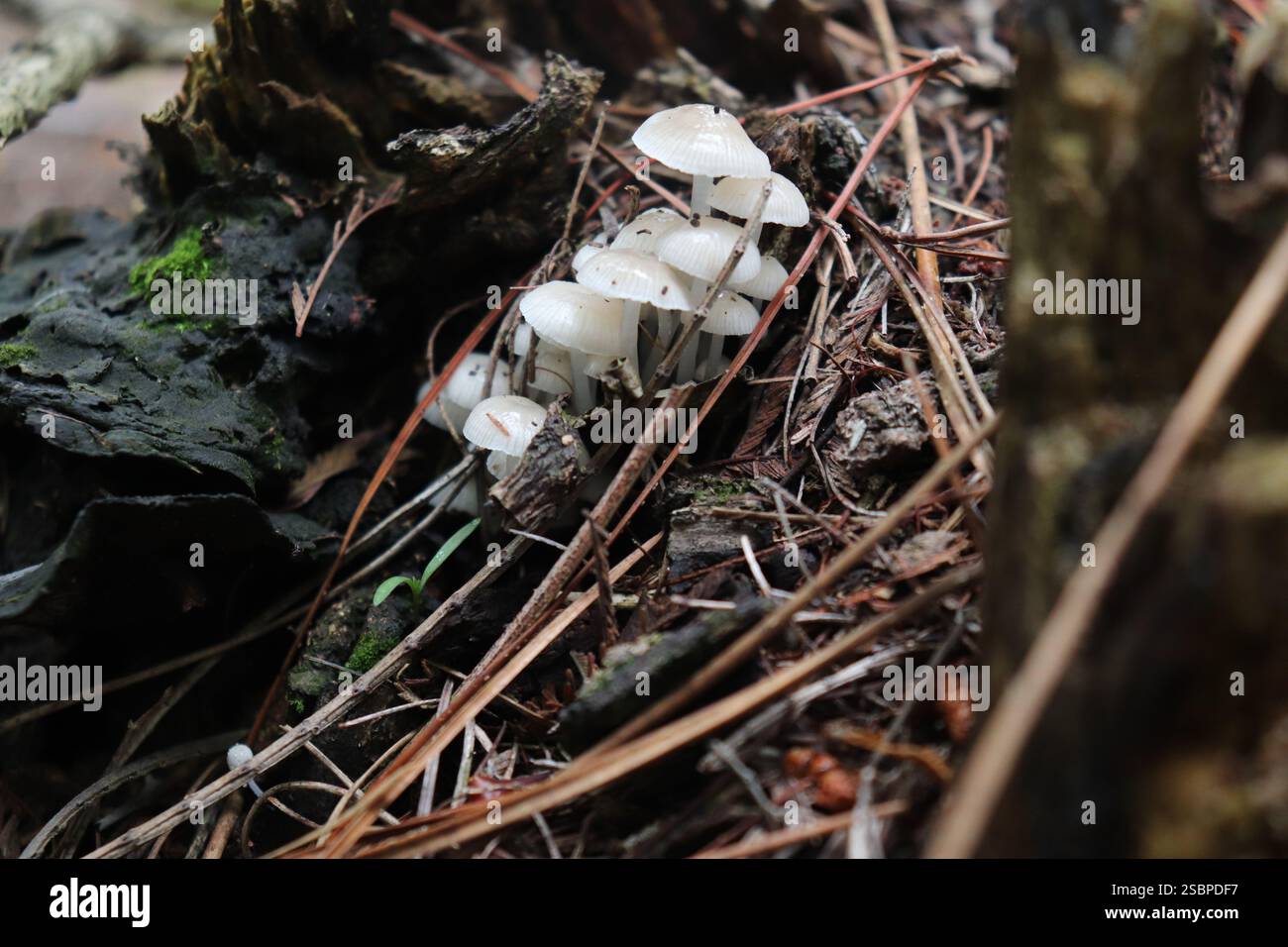 Grappe de champignons forestiers blancs Banque D'Images