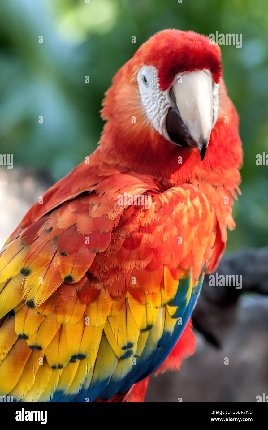 Un perroquet avec un corps rouge et jaune et des plumes bleues et vertes. Il a un bec blanc Banque D'Images
