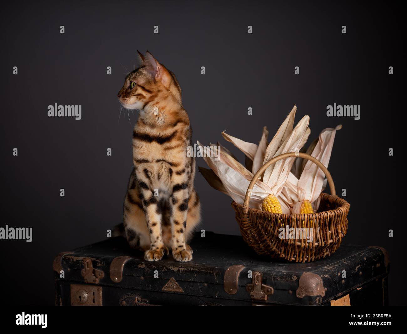 Un chat abyssinien assis sur une valise vintage dans un cadre de studio avec un fond noir. Élégant portrait félin. Banque D'Images