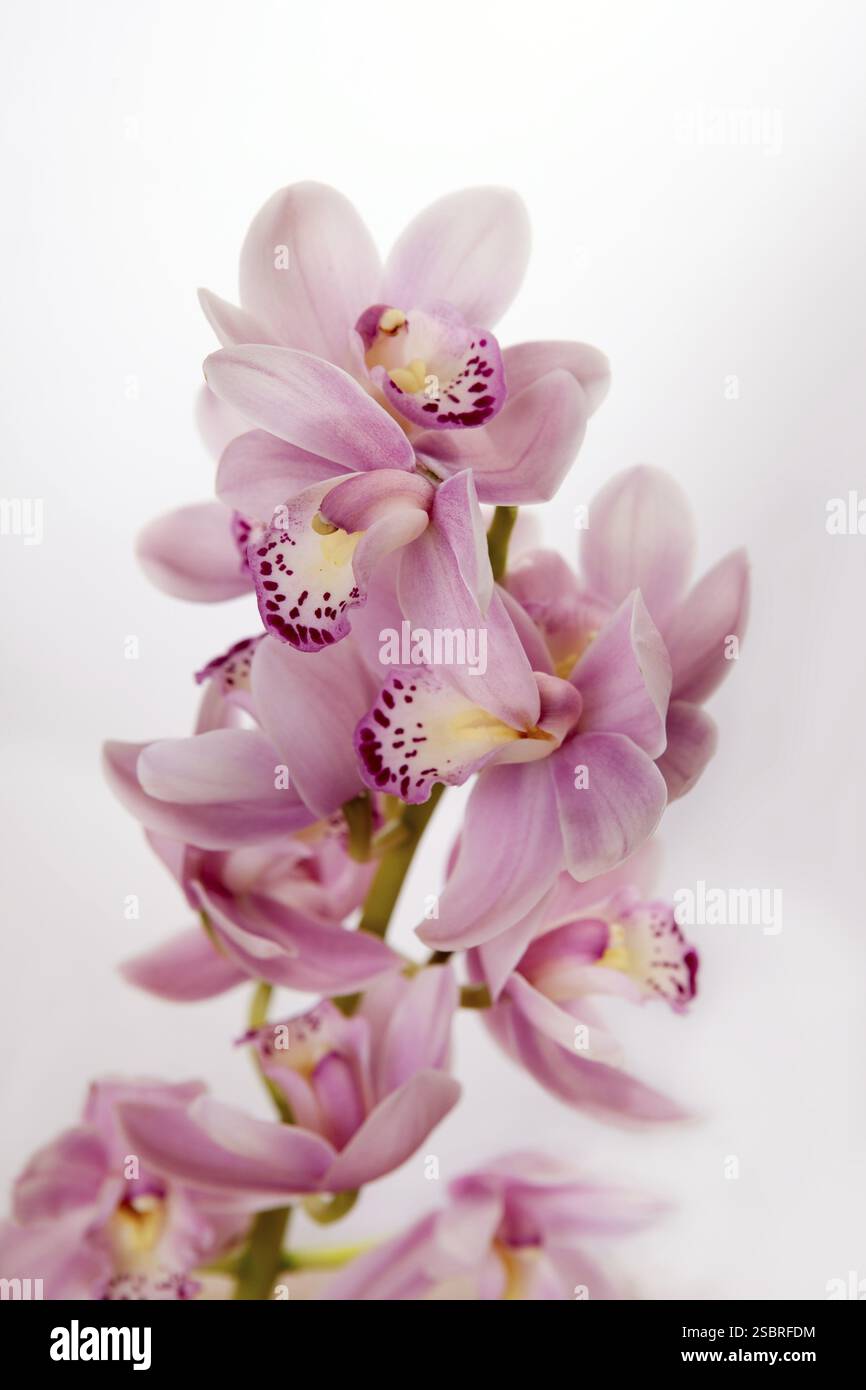 Orchidée rose douce sur un fond clair Banque D'Images