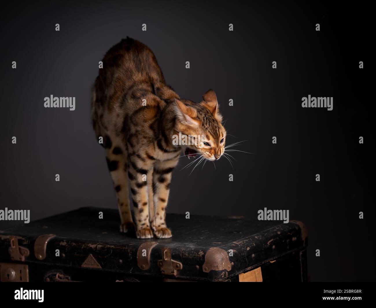 Un chat abyssinien assis sur une valise vintage dans un cadre de studio avec un fond noir. Élégant portrait félin. Banque D'Images