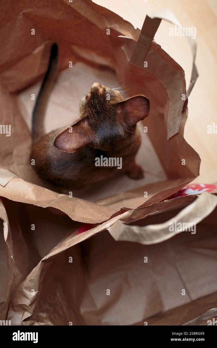 Un jeune chaton abyssinien curieux assis dans un sac en papier. Portrait félin adorable et ludique. Banque D'Images