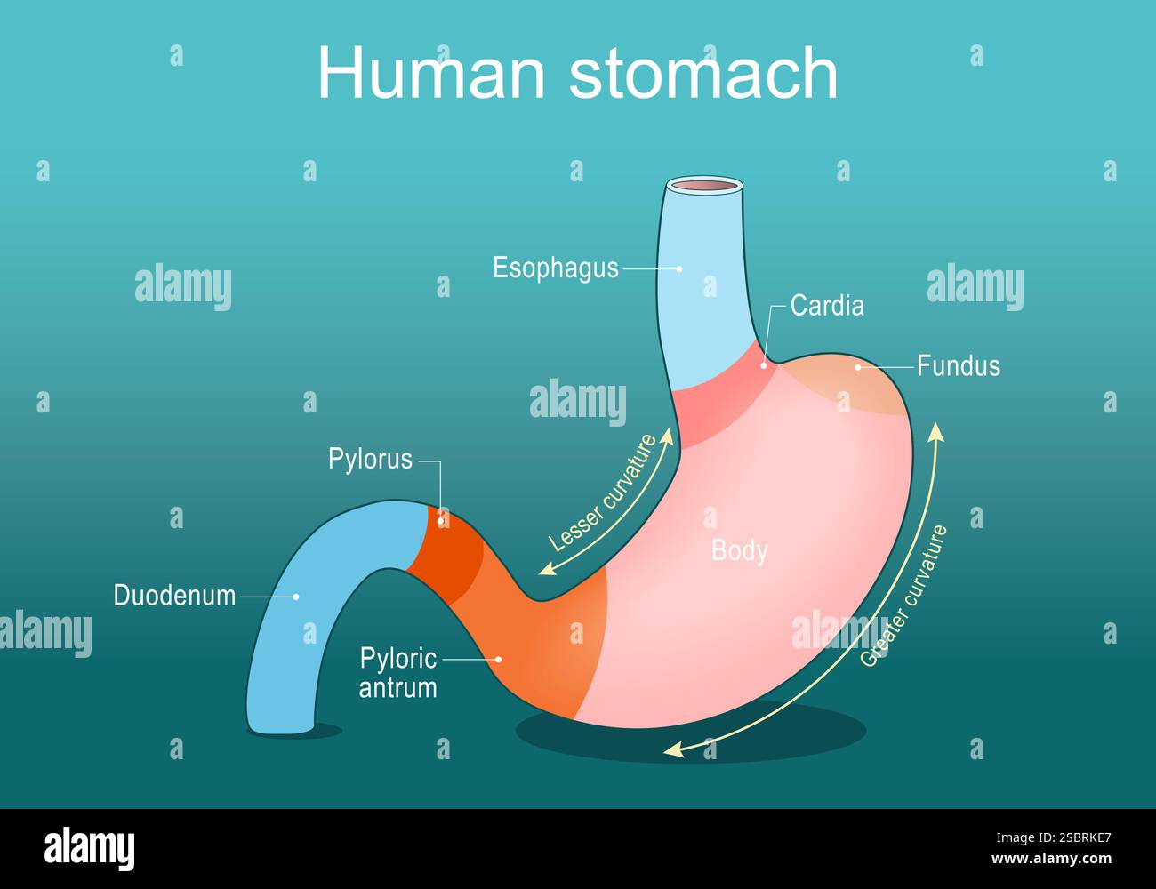 Anatomie de l'estomac. Parties de l'estomac humain du cardia et de l'oesophage au pylore et au duodénum. Affiche vectorielle. Illustration plate isométrique Illustration de Vecteur