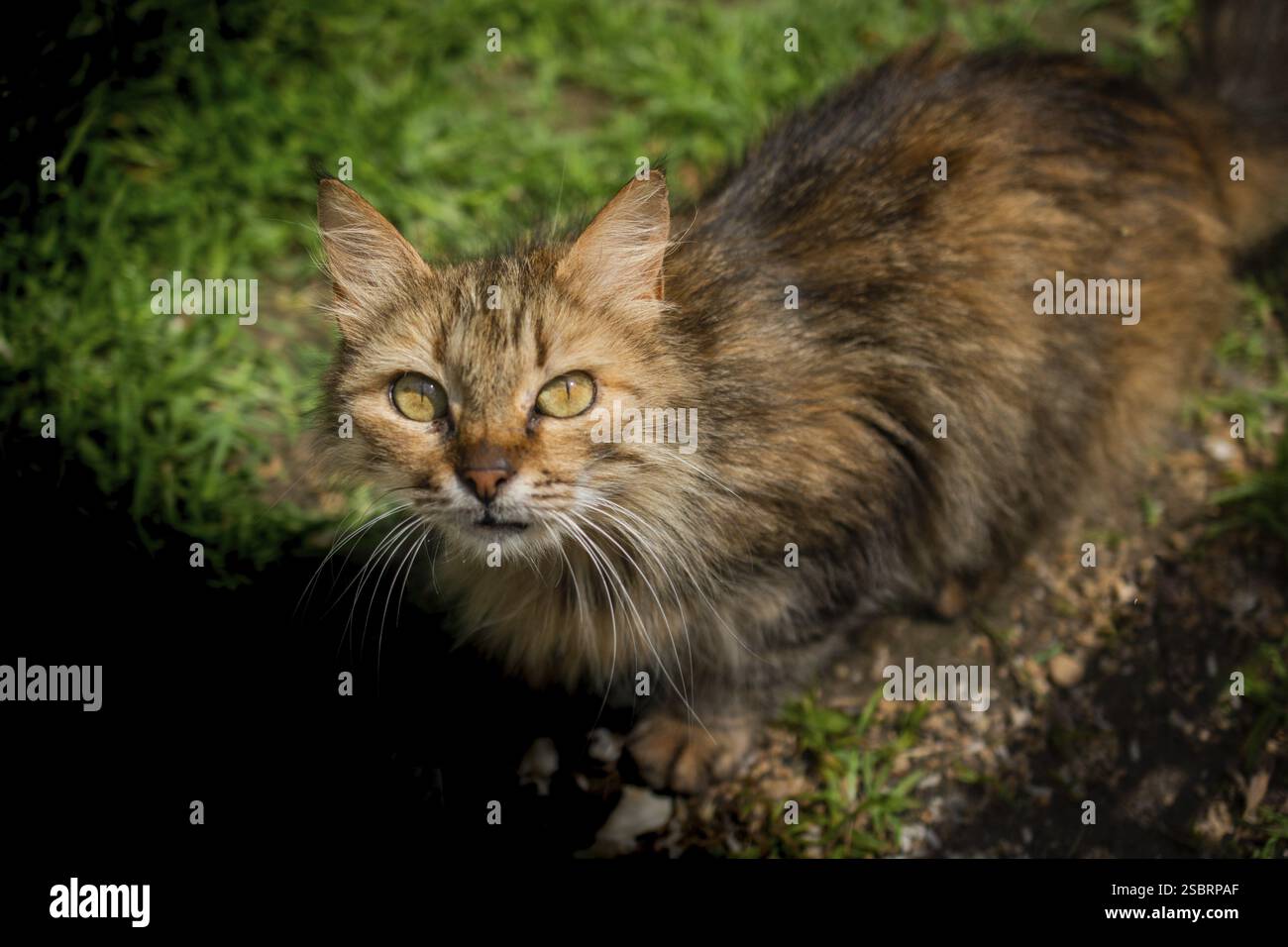 Photos du joli chat en tant qu'animal domestique en vue Banque D'Images