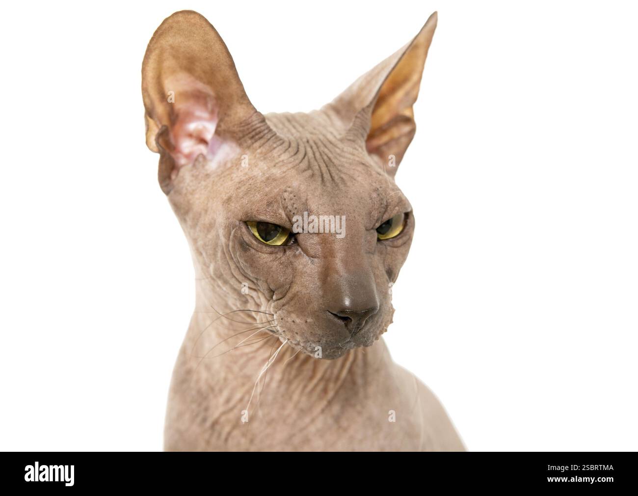 Don Sphyncat chat, isolé sur fond blanc Banque D'Images