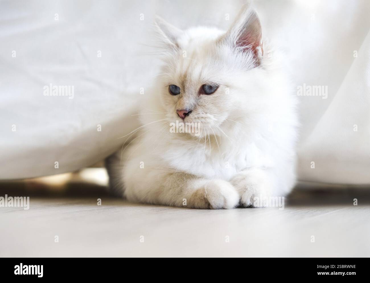 Gros plan chat blanc . Le soleil brille dans le chat le matin Banque D'Images