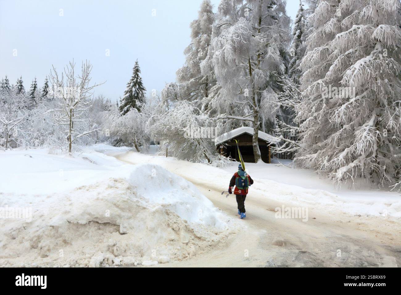 Forêt blanche d'hiver dans le Harz allemand Banque D'Images
