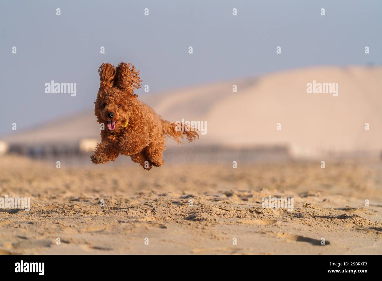 Heureux chien Cockapoo moelleux courant le long de la rive d'une plage au lever du soleil Banque D'Images