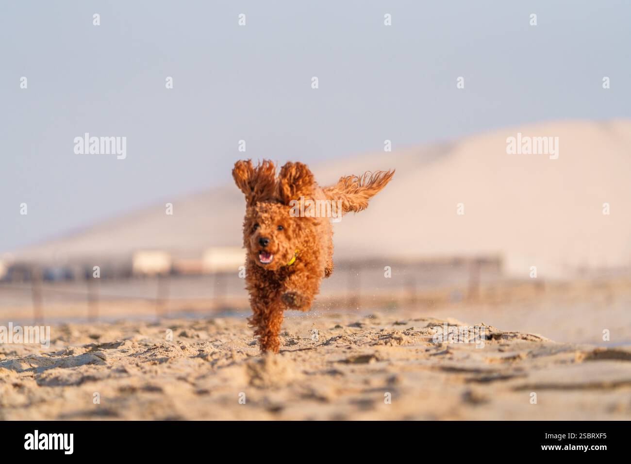 Heureux chien Cockapoo moelleux courant le long de la rive d'une plage au lever du soleil Banque D'Images