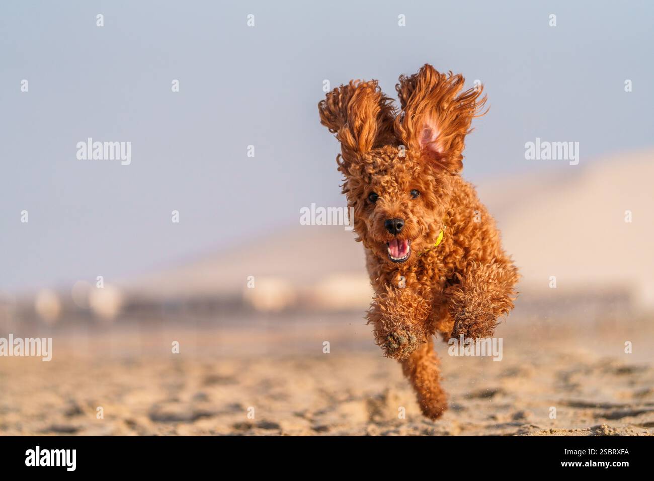 Heureux chien Cockapoo moelleux courant le long de la rive d'une plage au lever du soleil Banque D'Images