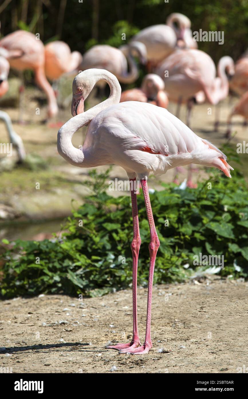 Étudiez dans l'élégance gracieuse. Flamant rose (Phoenicopterus roseus) Banque D'Images