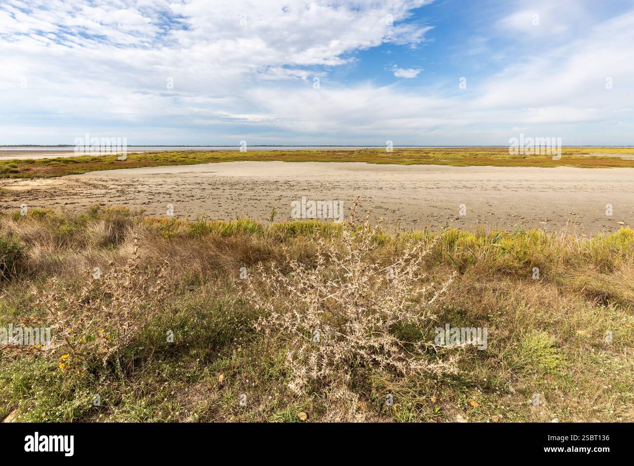 Plante épineuse séchée devant un plan d'eau sec Banque D'Images