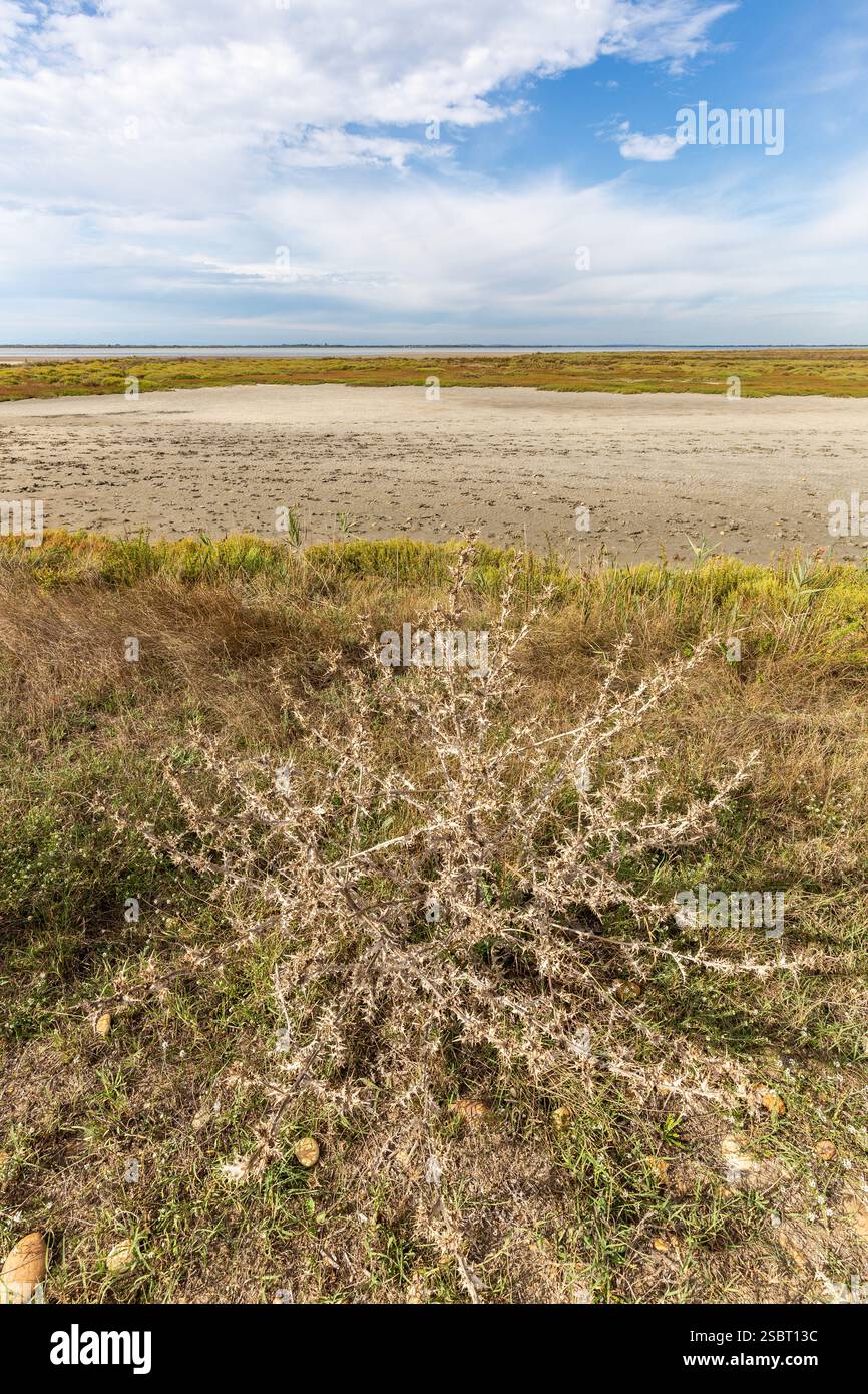 Plante épineuse séchée devant un plan d'eau sec Banque D'Images