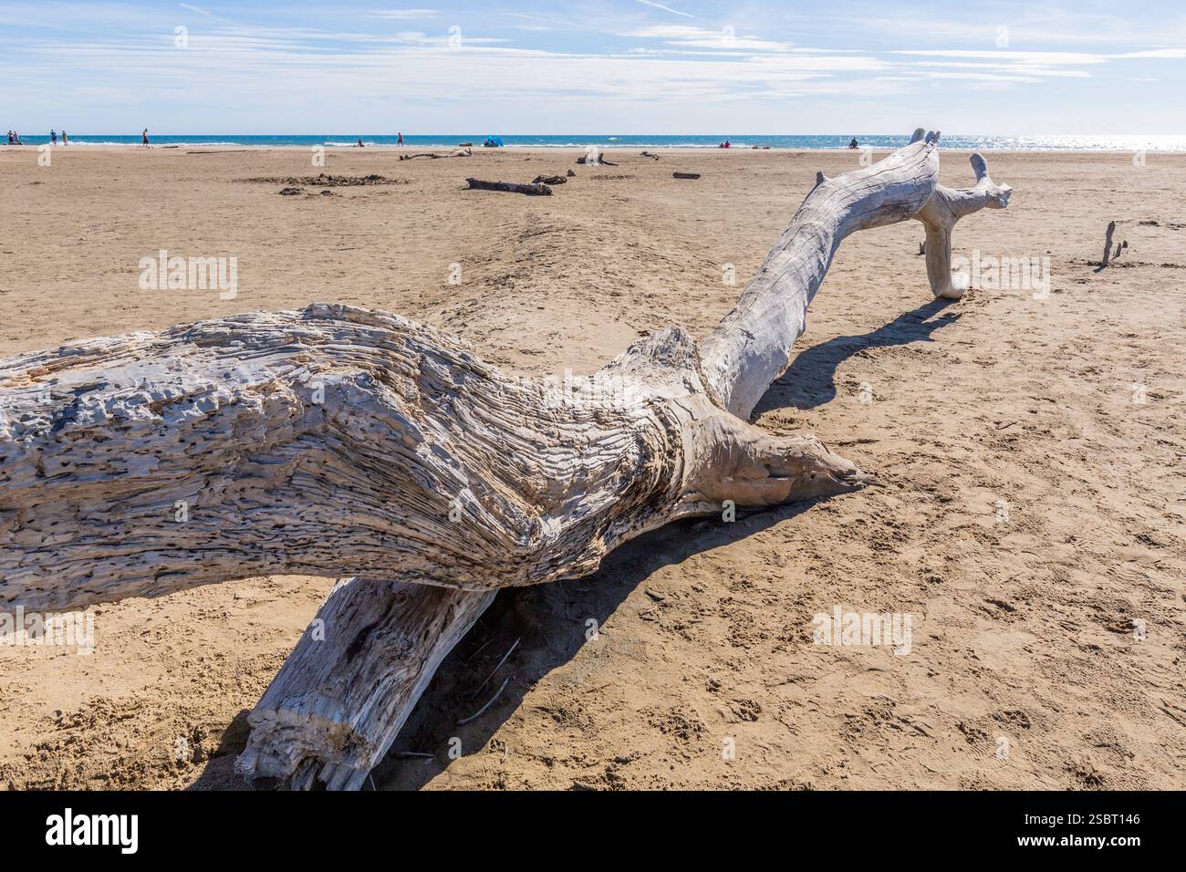 Tronc d'arbre blanchi par le soleil échoué sur la plage de Piémanson à Carmargue Banque D'Images