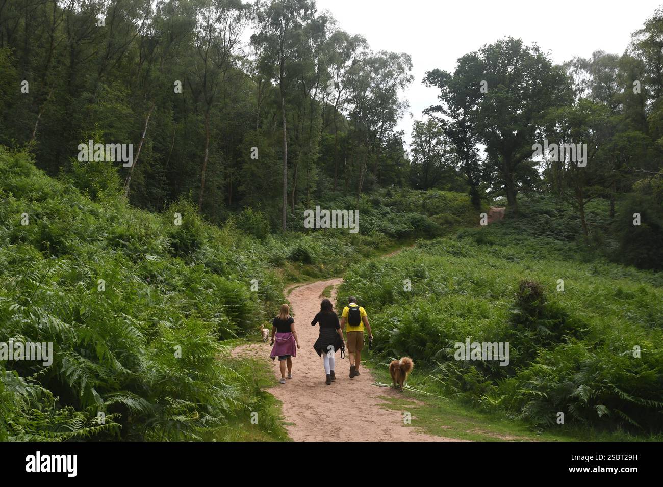 Sentier forestier à Kinver Edge Rock Houses, Stourbridge, Royaume-Uni Banque D'Images