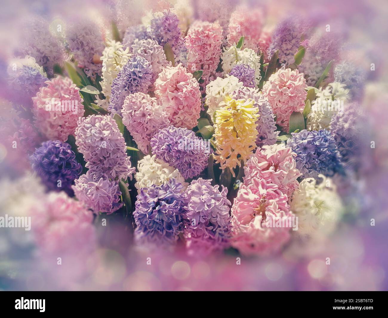 Bouquet de fleurs printanières. Fleurs florissantes de jacinthes printanières. Groupe de belles jacinthes multicolores Banque D'Images