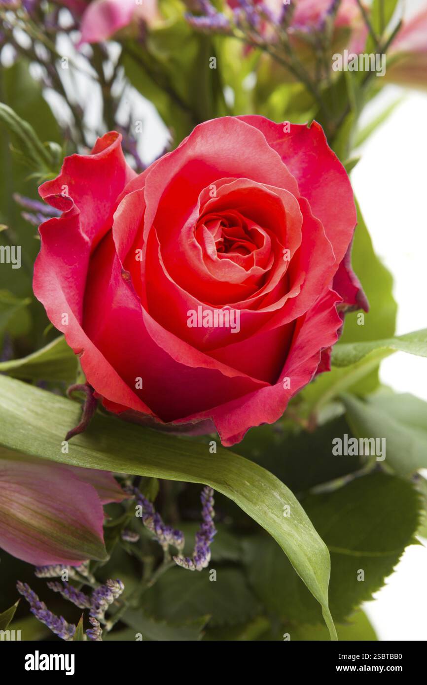 Beaux pétales de rose sur fond blanc Banque D'Images