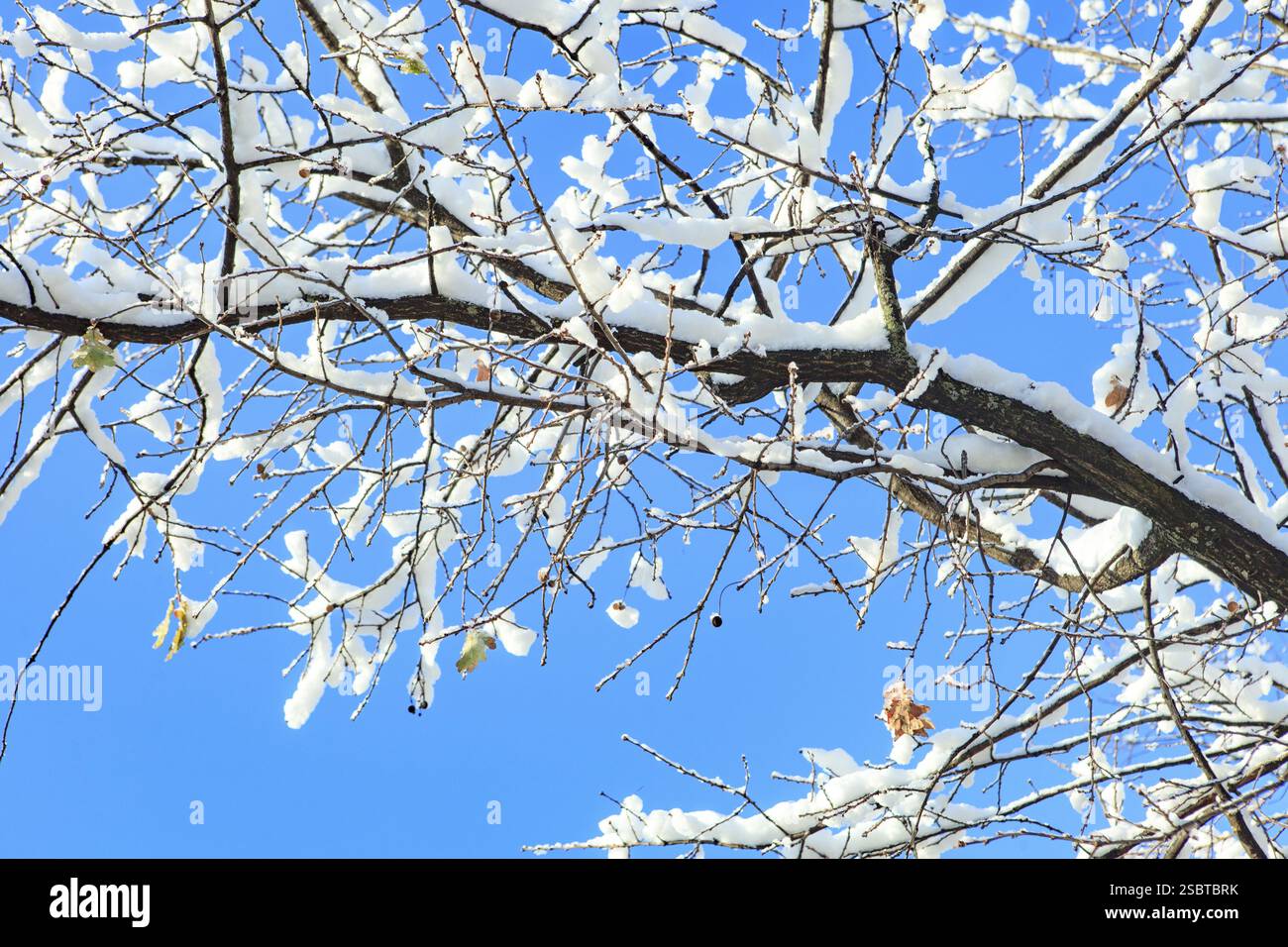 Arbres couverts de neige sous fond de ciel bleu Banque D'Images