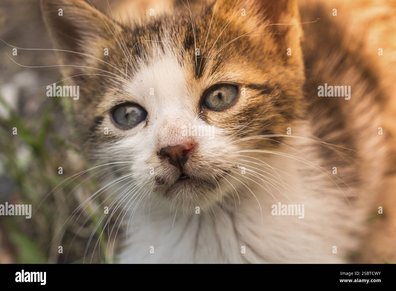 Photos du joli chat en tant qu'animal domestique en vue Banque D'Images