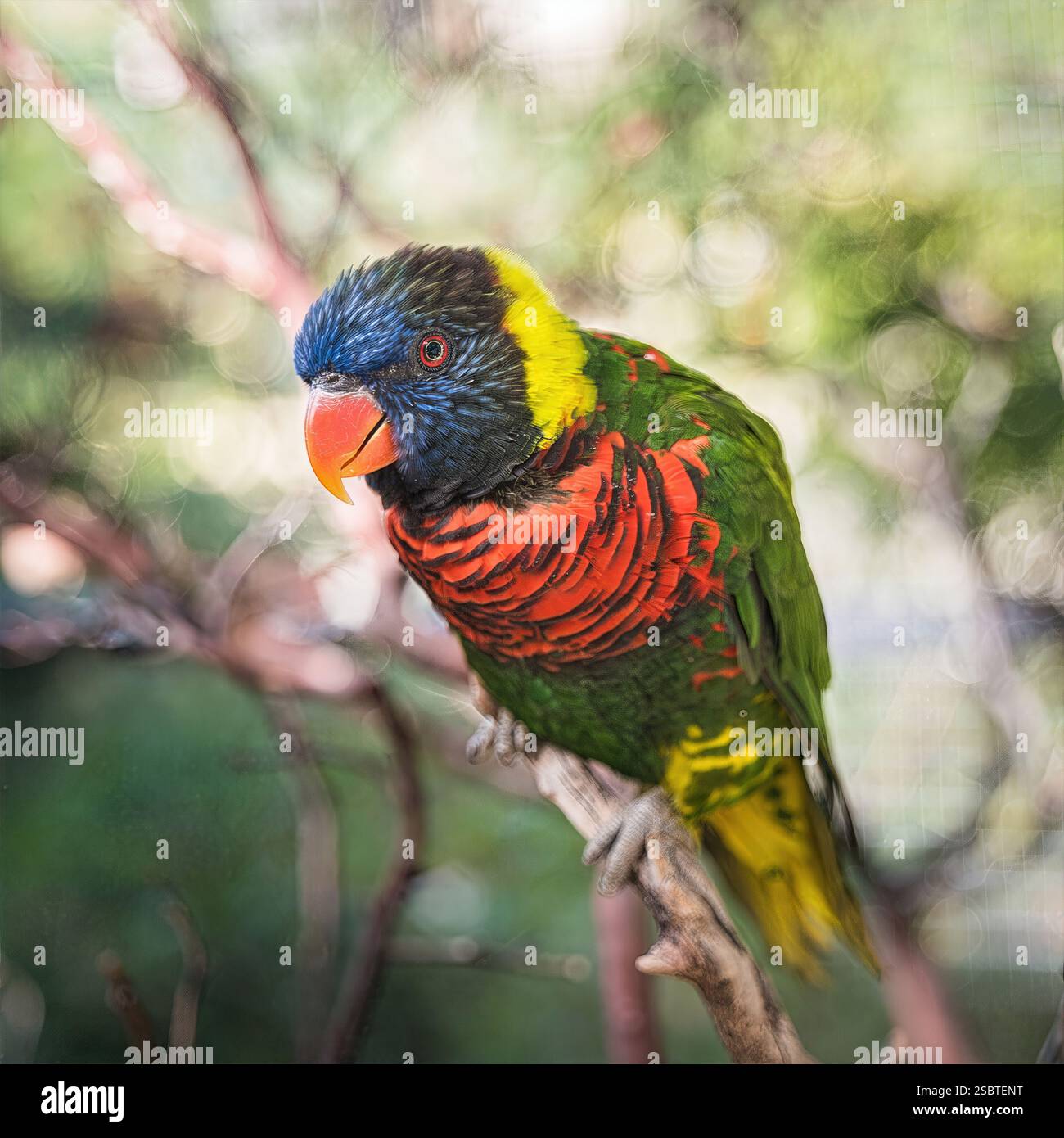 Lorikeet coloré sur Branch : lorikeet lumineux avec plumage vert vif, rouge et bleu perché gracieusement, idéal pour les amateurs d'oiseaux tropicaux. Banque D'Images