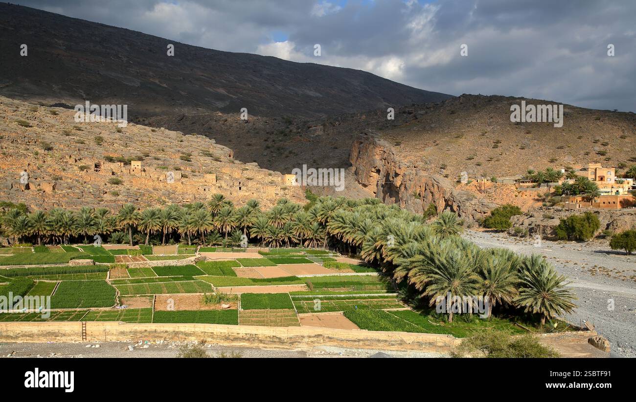 Le vieux village de Ghul, situé à 12 km à l'ouest d'Al Hamra et sur la route de Jebel Shams, Al Dakhiliyah, Oman, avec des plantations de dattes luxuriantes au premier plan Banque D'Images