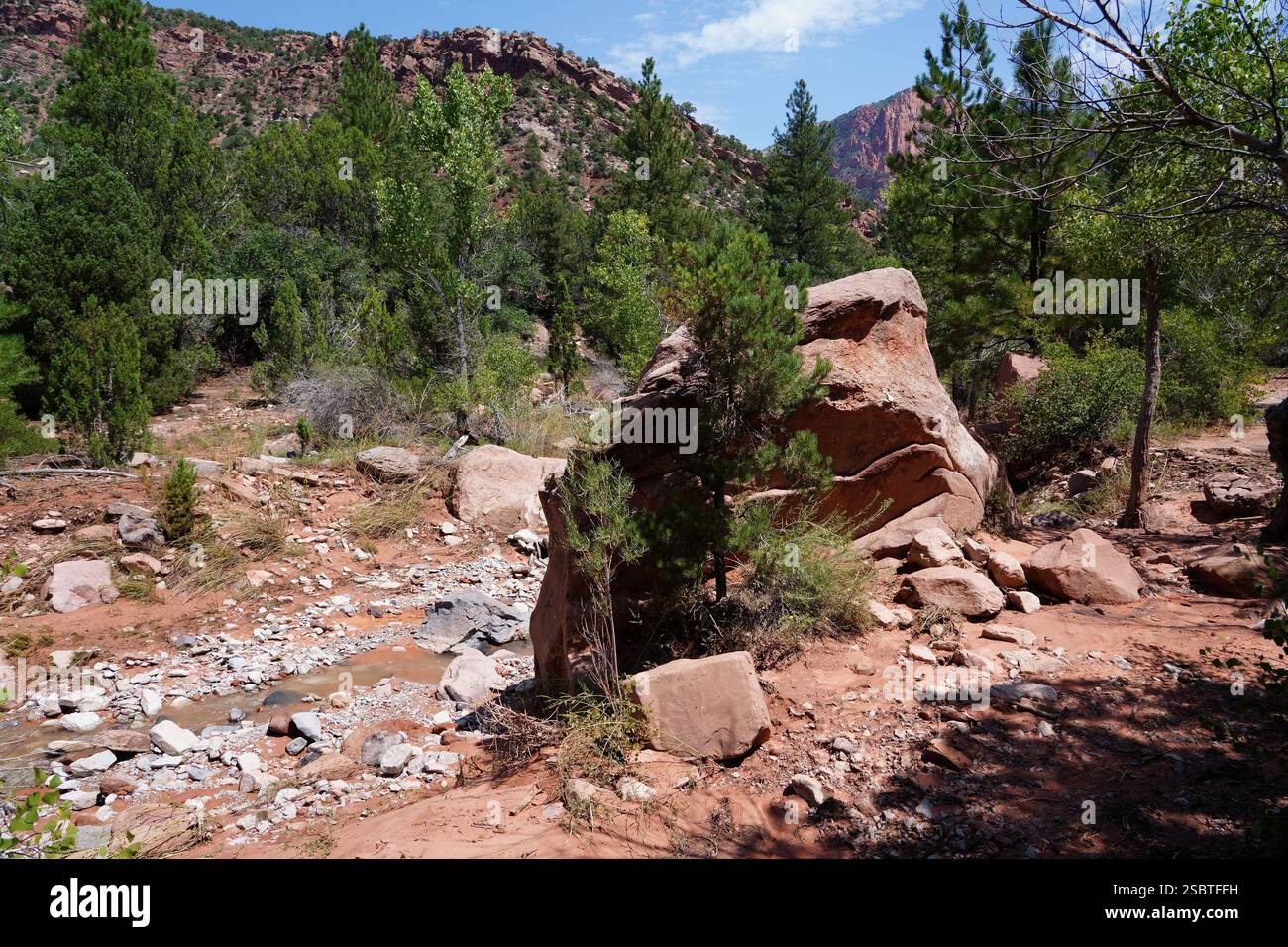 Taylor Creek Trail - Parc national de Zion Banque D'Images