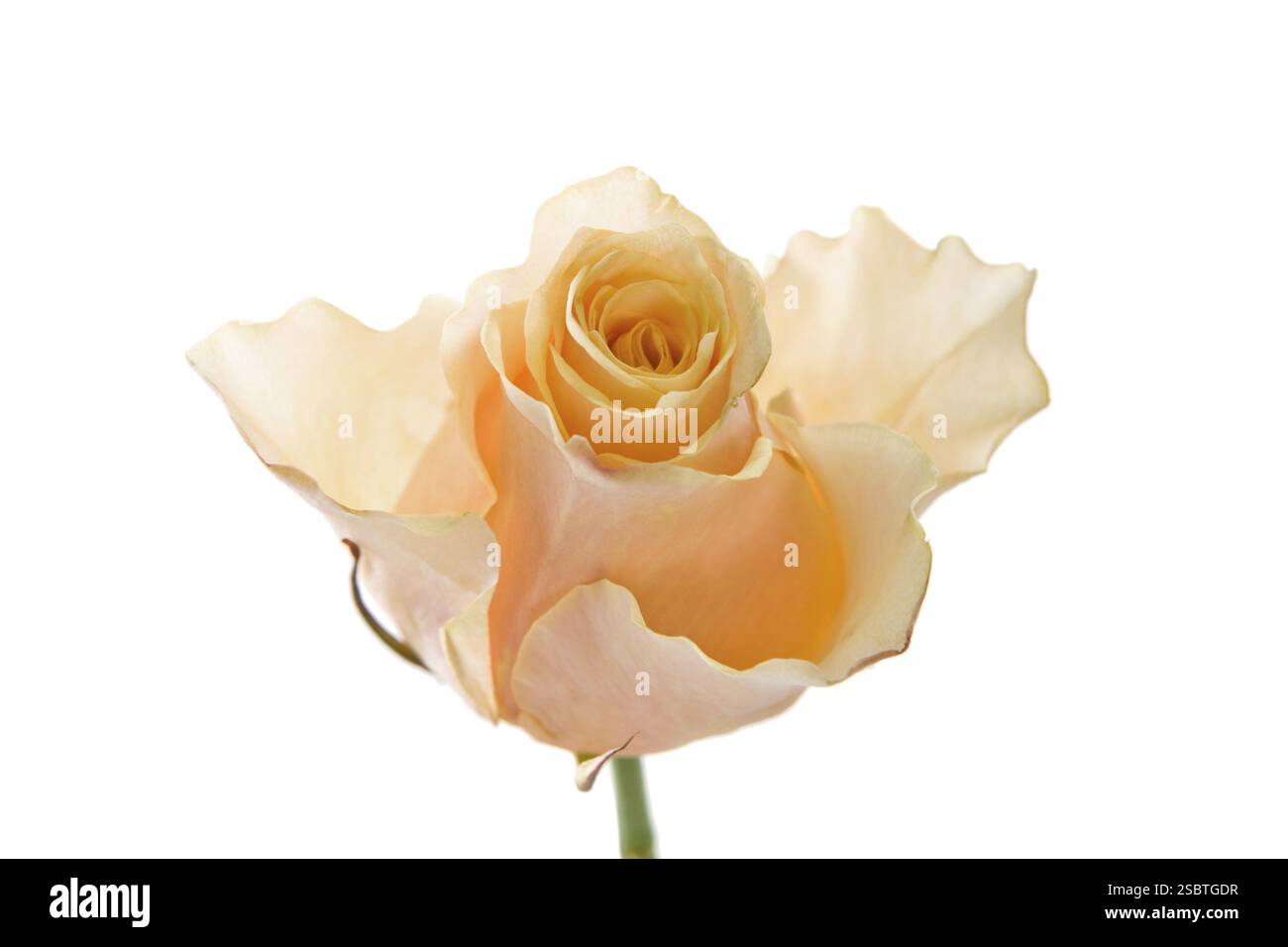 Brin de tea-rose, isolé sur le fond blanc Banque D'Images