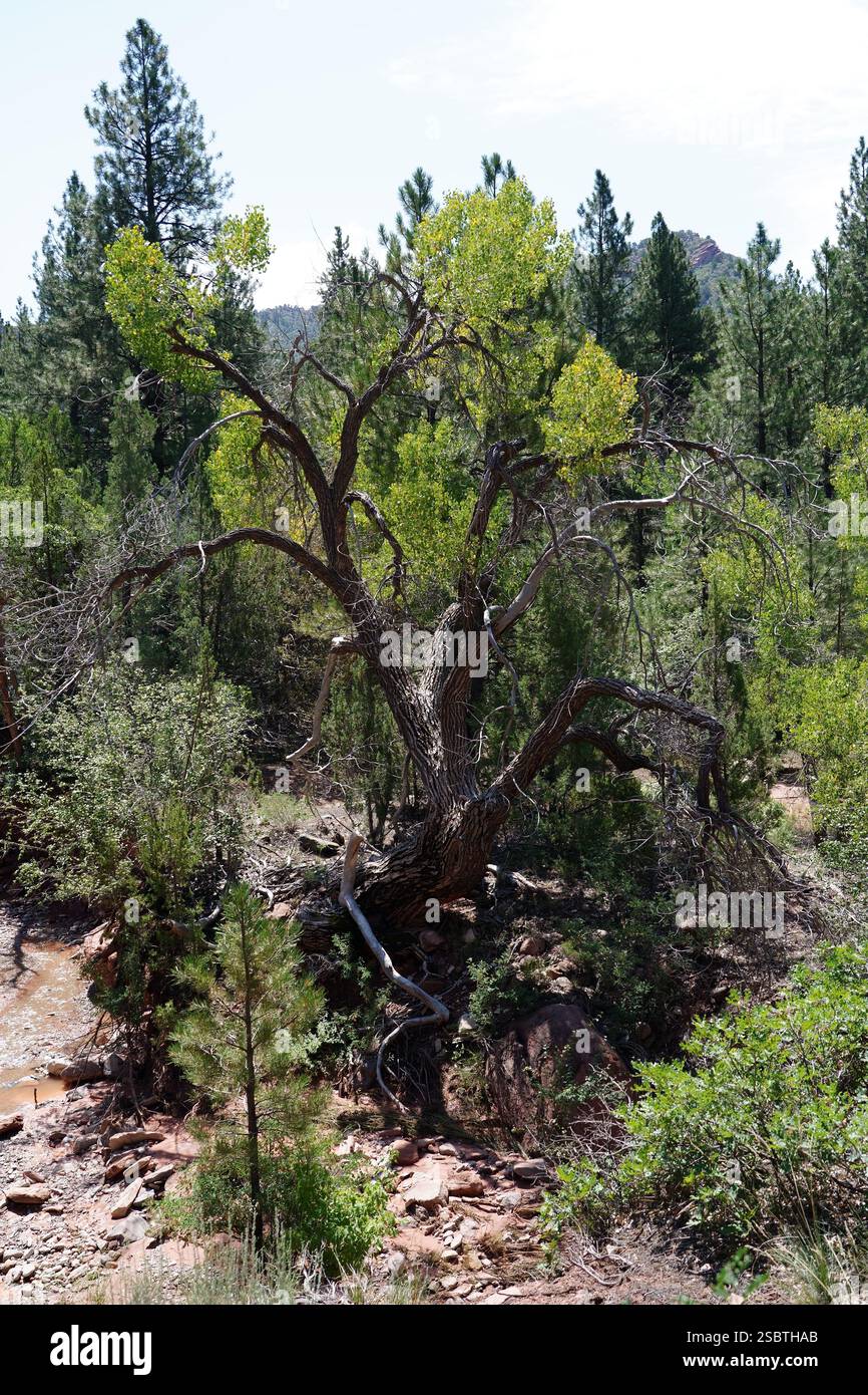 Taylor Creek Trail - Parc national de Zion Banque D'Images