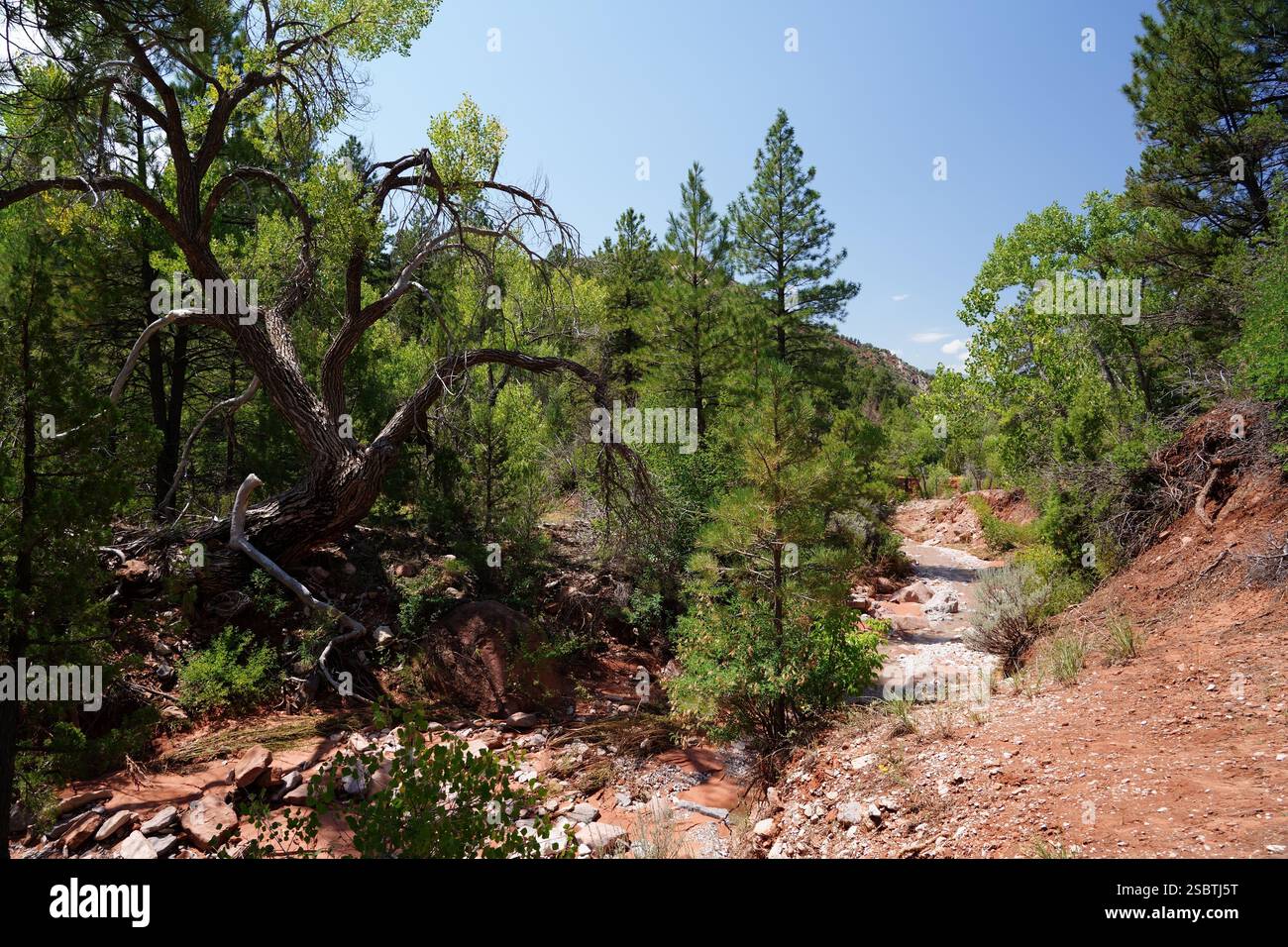 Taylor Creek Trail - Parc national de Zion Banque D'Images