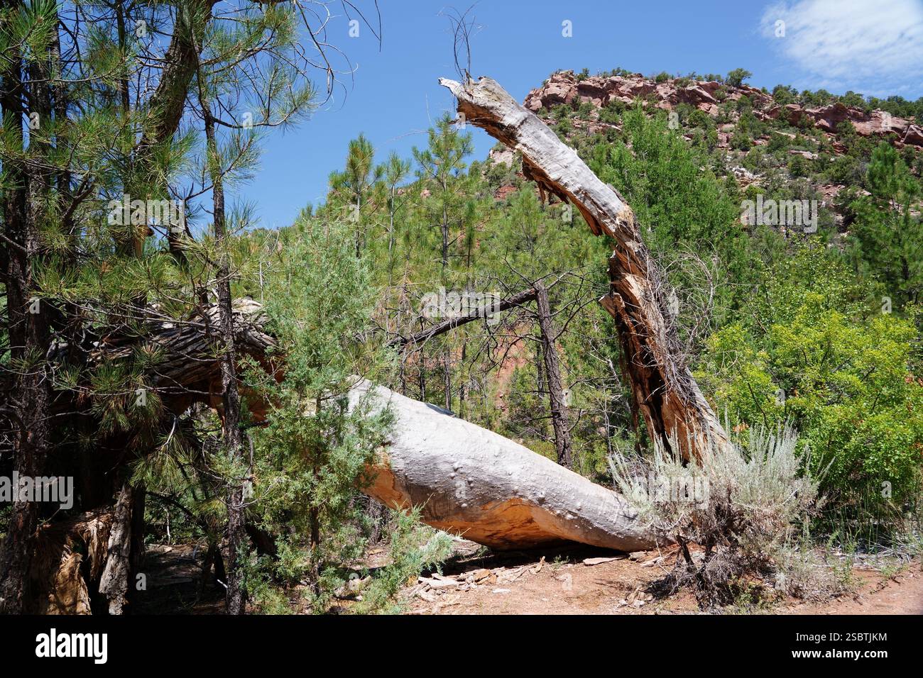 Taylor Creek Trail - Parc national de Zion Banque D'Images